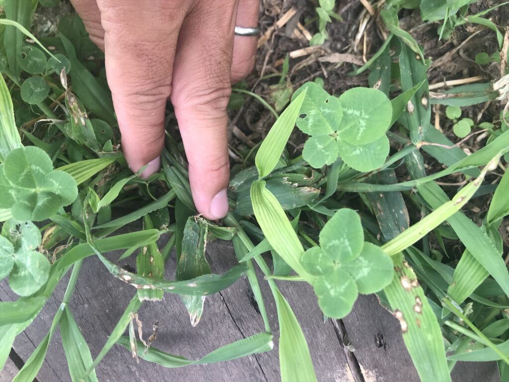 四つ葉のクローバーの画像