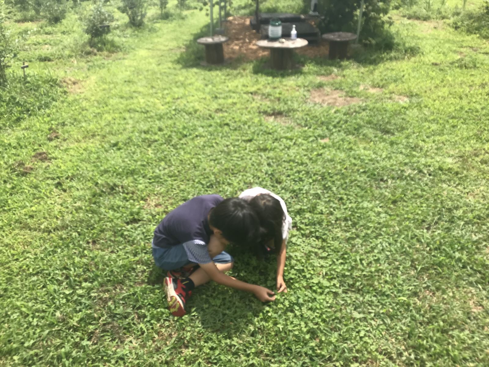 クローバーを探している子どもの画像