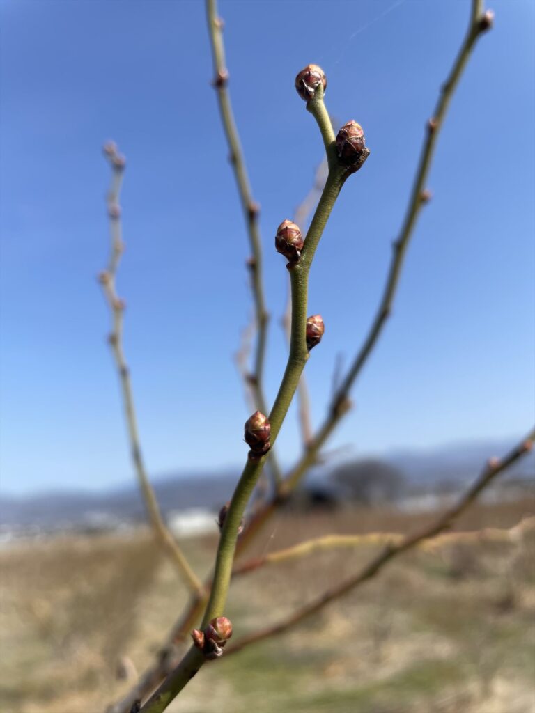 ブルーベリーの花芽が膨らんでいる画像