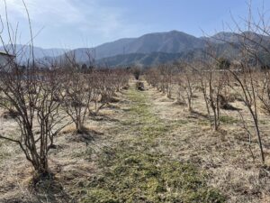 ブルーベリー農園の画像