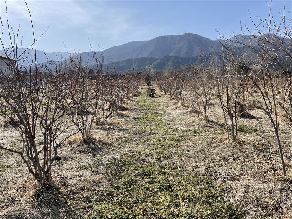 ブルーベリー農園の画像