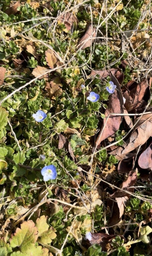 オオイヌノフグリの画像