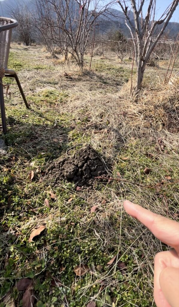 モグラの縦穴の画像