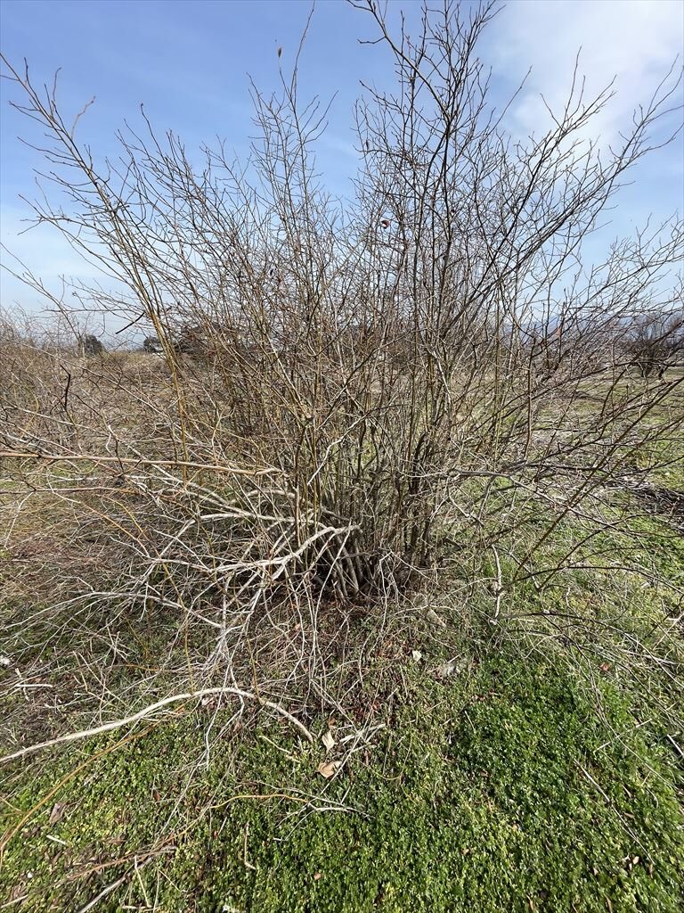 放置されていた老木のブルーベリーの画像