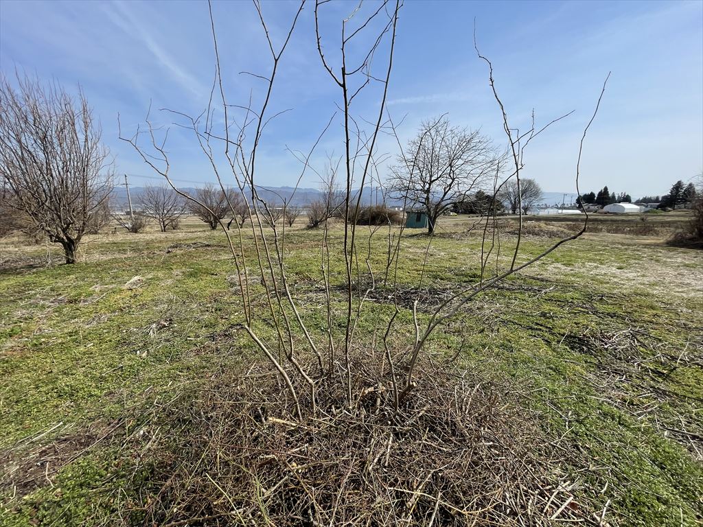 剪定完了後の画像