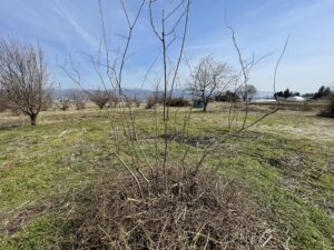 老木ブルーベリーの剪定後の様子