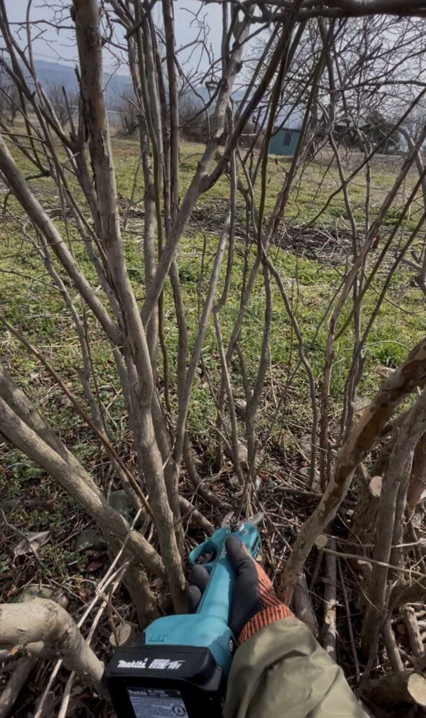 多すぎるひこばえの整理の画像