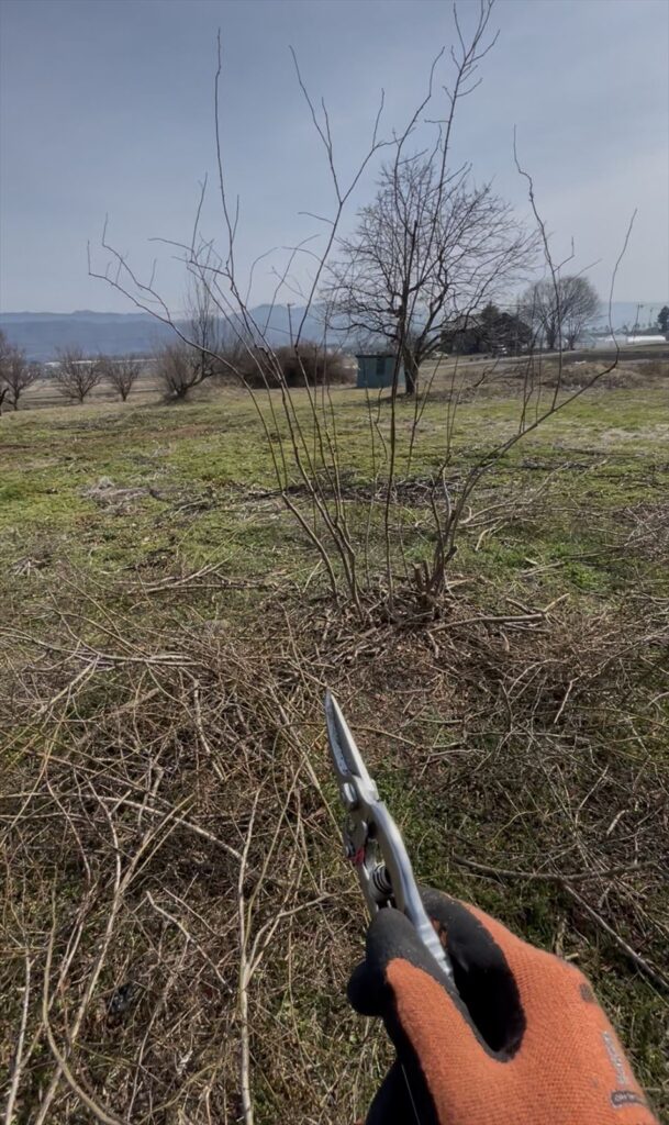 剪定枝がたくさん出た画像