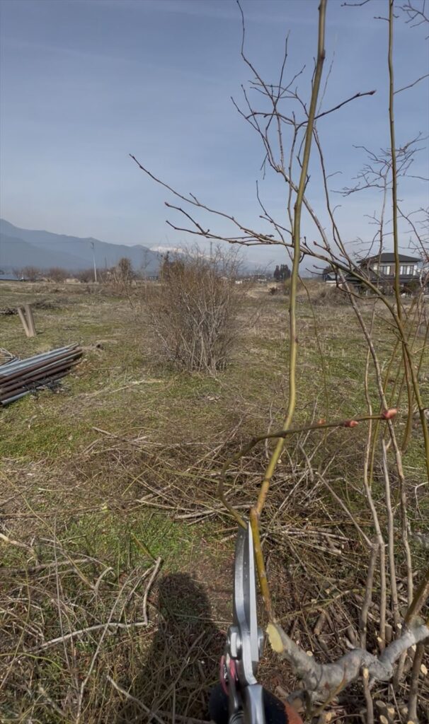 強い枝まで切り戻す剪定の画像