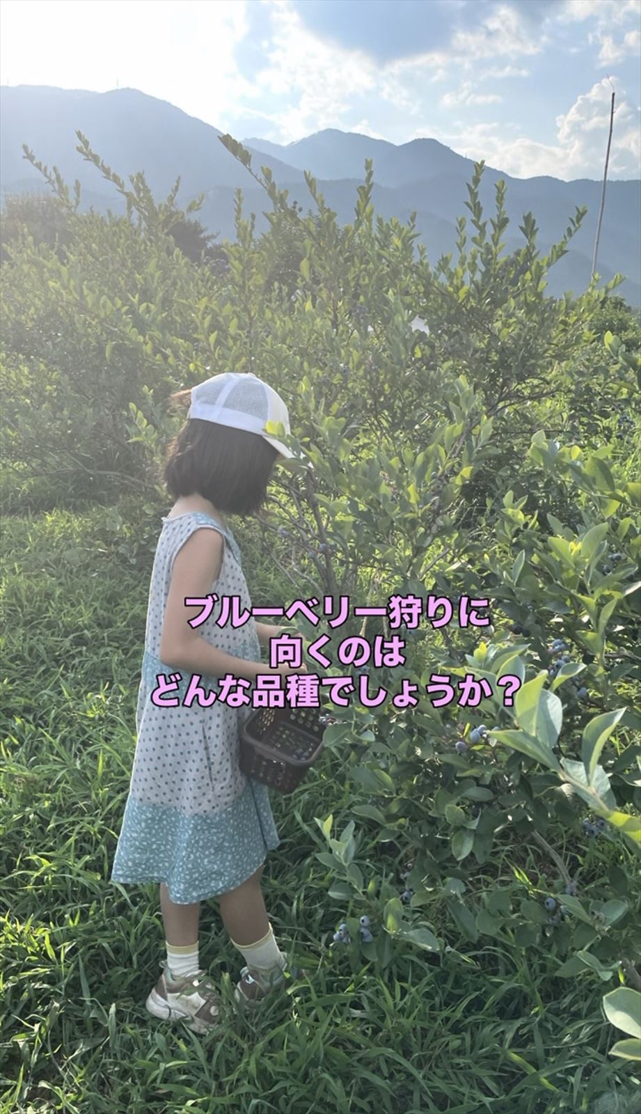 ブルーベリー狩りの画像