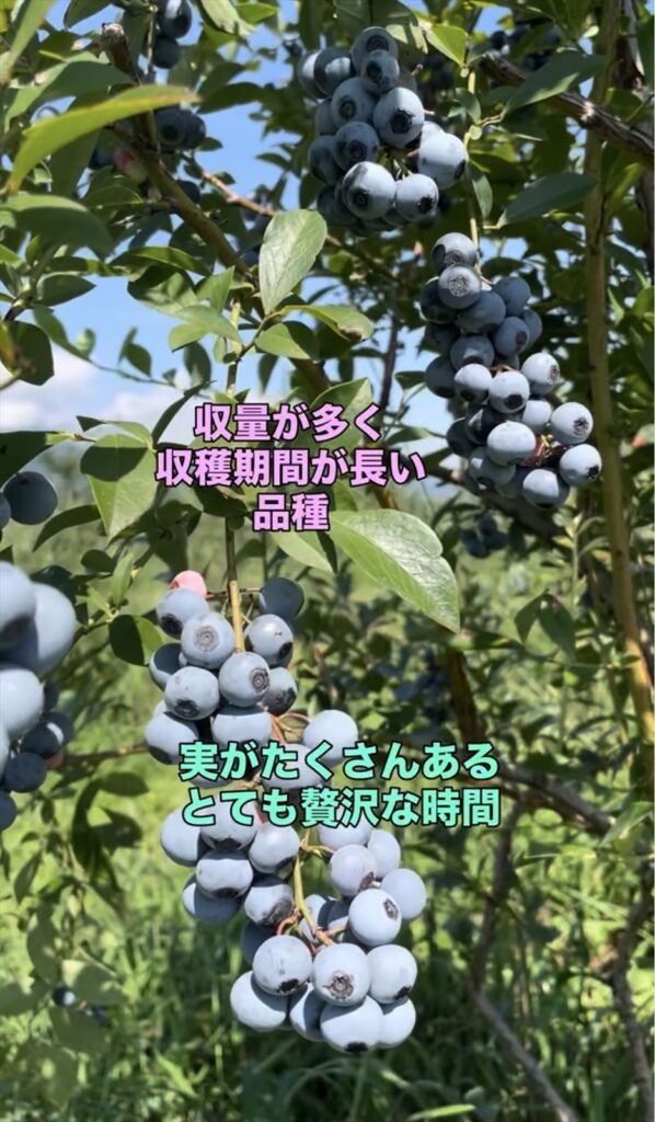 収量が多い品種の画像