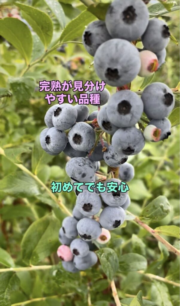 完熟が見分けやすいブルーベリー品種の画像