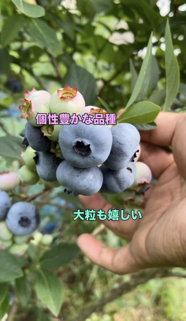 大粒のブルーベリー品種の画像