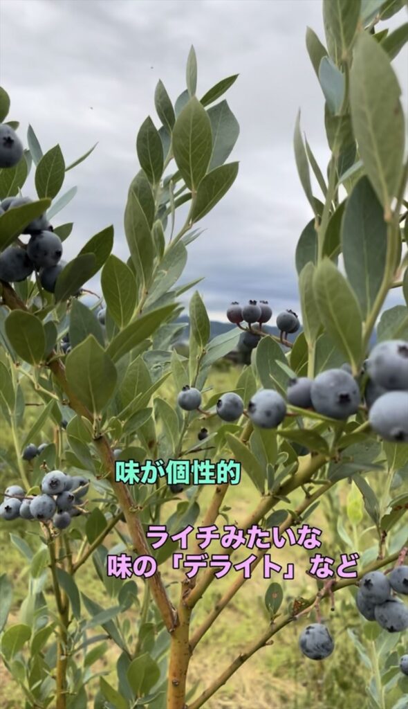 ブルーベリー品種デライトの画像