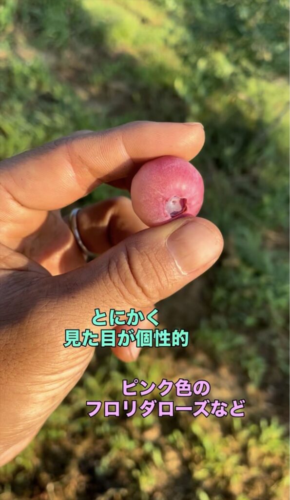 ブルーベリー品種フロリダローズの画像