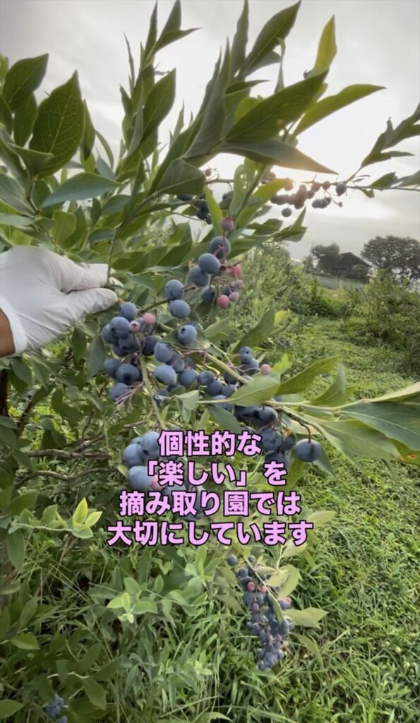 ブルーベリー狩りの品種の画像