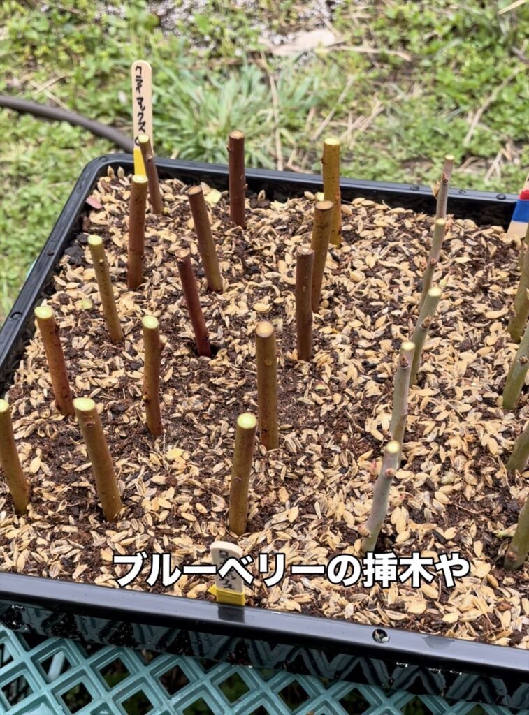 ブルーベリーの挿木に用土を使用している画像