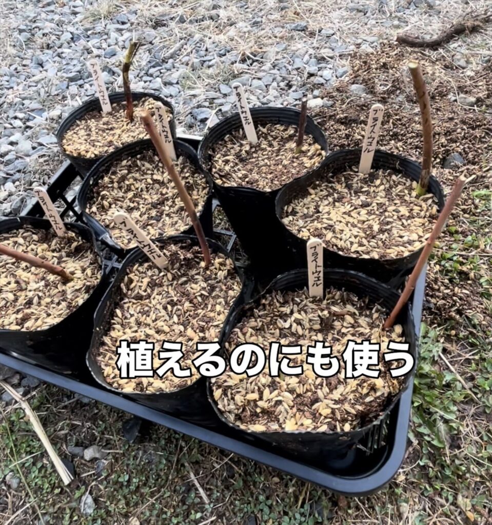 取り木をした苗を用土に植えた画像