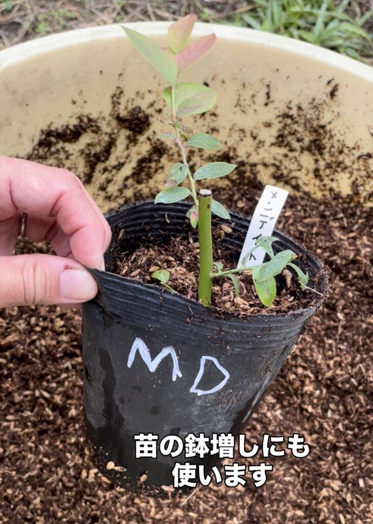挿木した苗の鉢上げに用土を使用している画像
