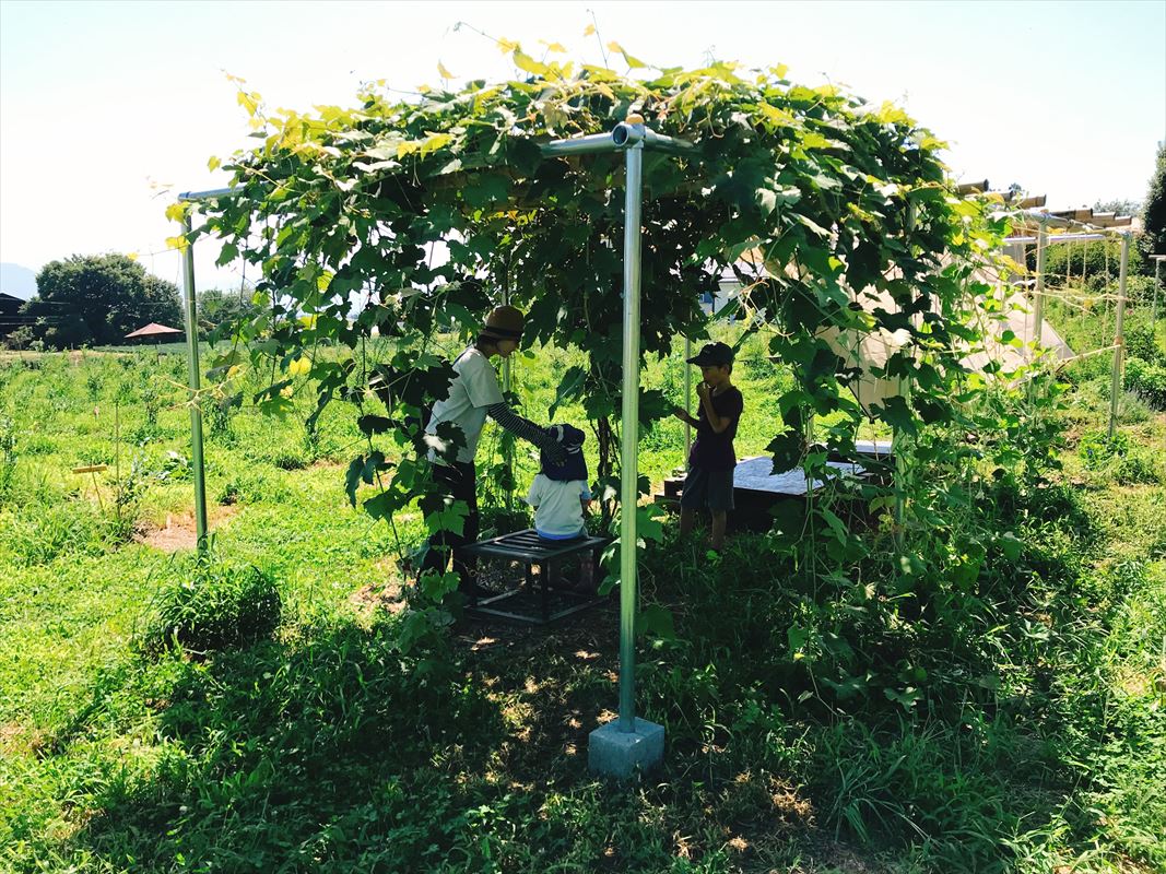 ブドウ棚の木陰の画像