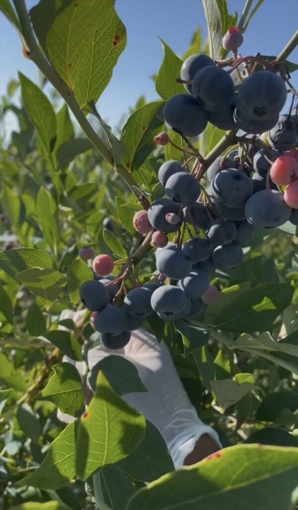 ラビットアイ系のブルーベリー品種であるオースチンの画像