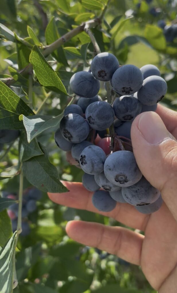 ラビットアイ系オースチンの画像