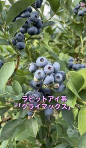 ブルーベリー品種「クライマックス」の画像