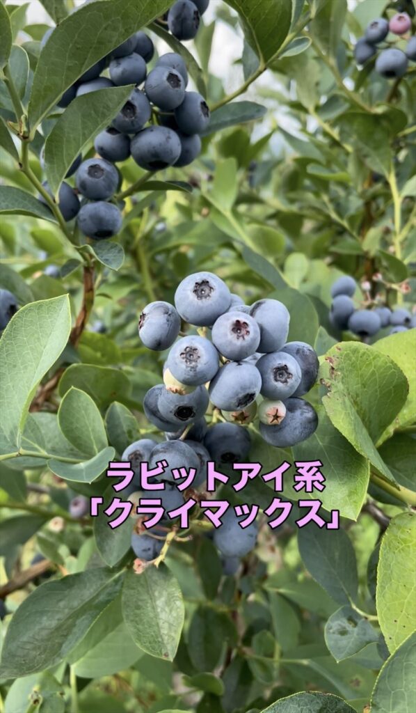 ブルーベリー品種「クライマックス」の画像