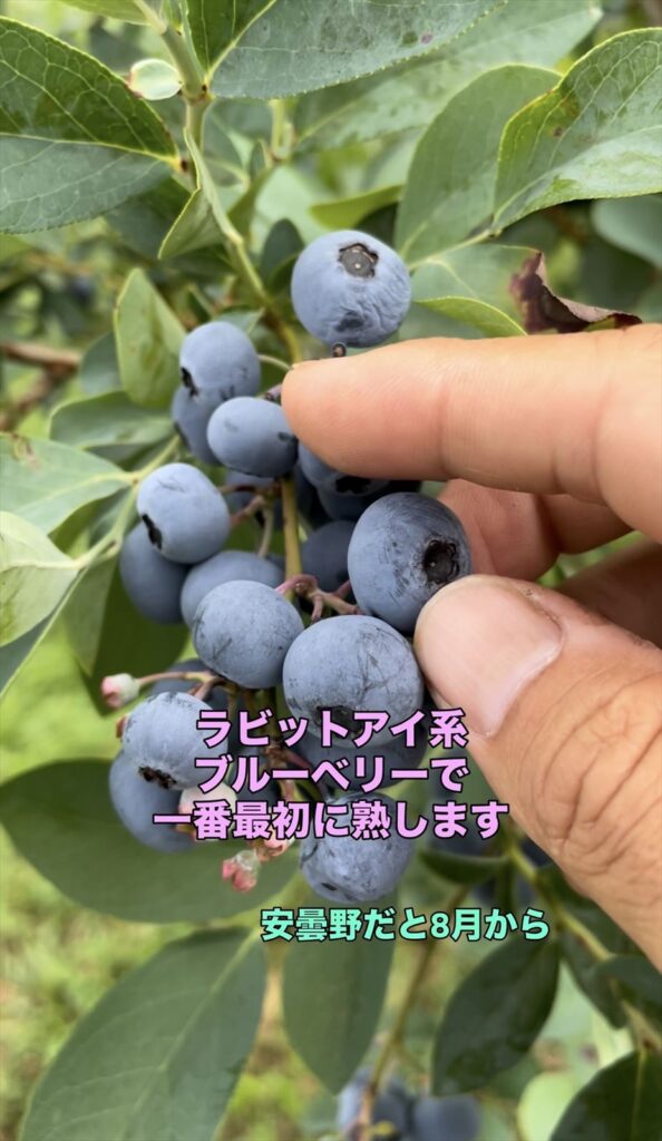 ブルーベリーのクライマックスという品種の画像