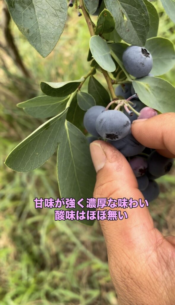 ブルーベリーのクライマックスという品種の画像
