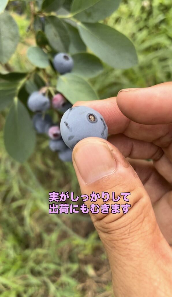 ブルーベリーのクライマックスという品種の実がしっかりしていることの説明画像