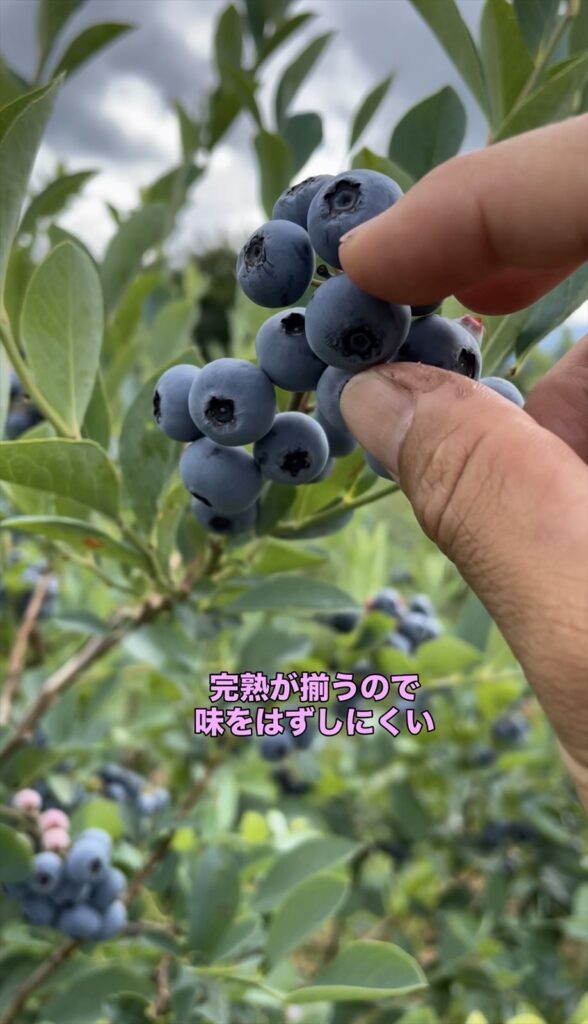 ブルーベリーのクライマックスという品種の完熟が揃うことの説明画像