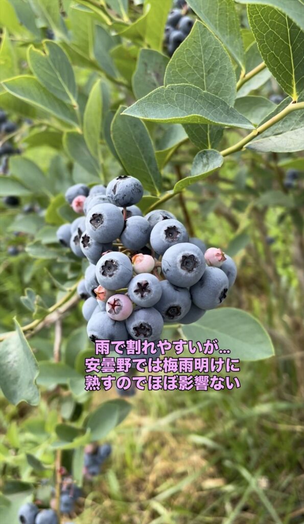 ブルーベリーのクライマックスという品種の雨で割れやすい説明画像