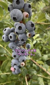 ラビットアイ系品種のウッダートの画像