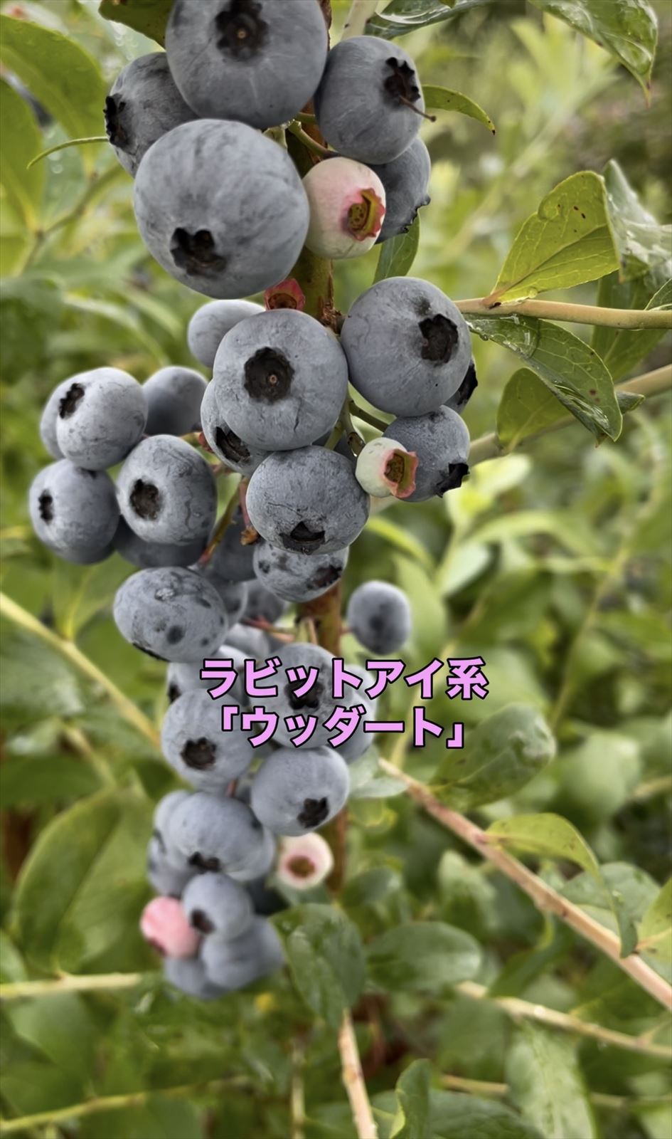 ラビットアイ系品種のウッダートの画像