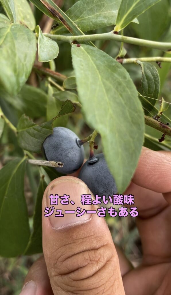 完熟のウッダートの画像