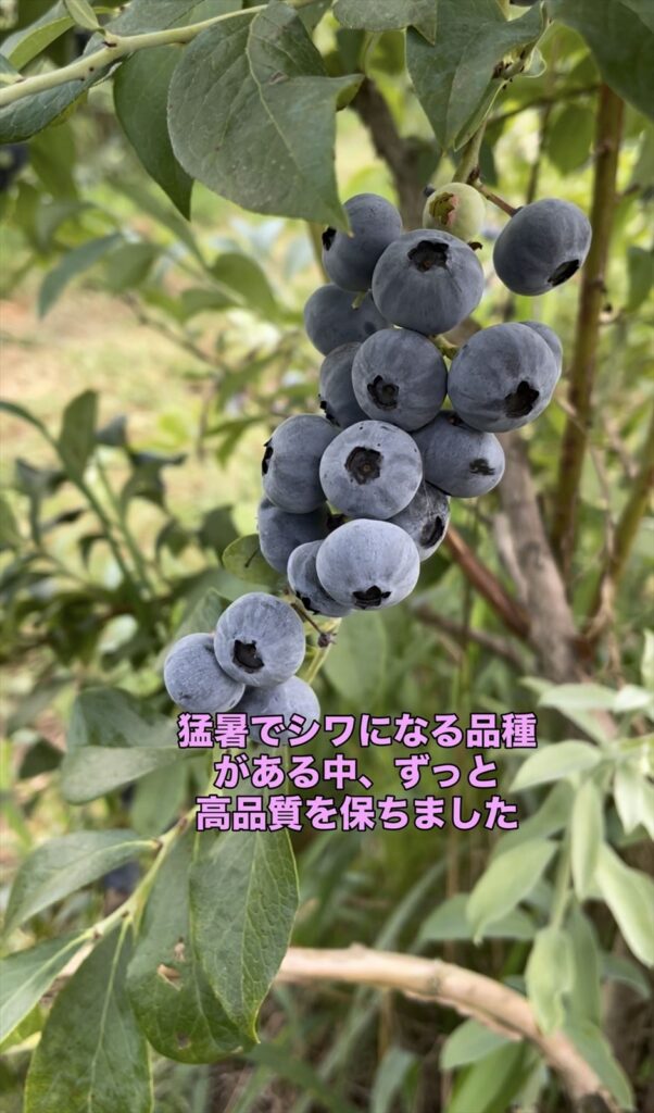 ウッダートの実は暑さや乾燥に強い説明画像