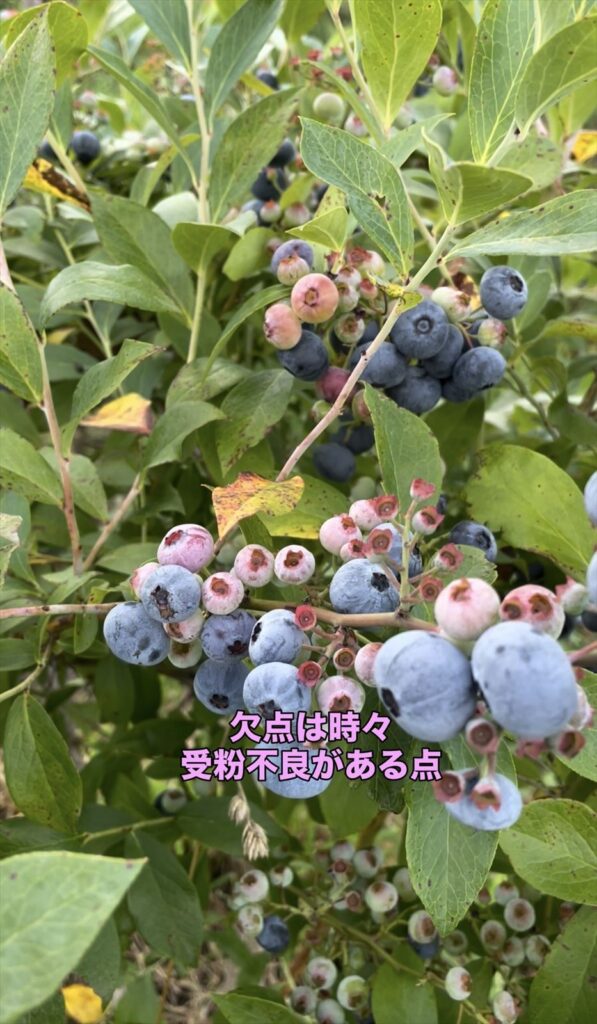 受粉不良がやや多いウッダートの説明画像