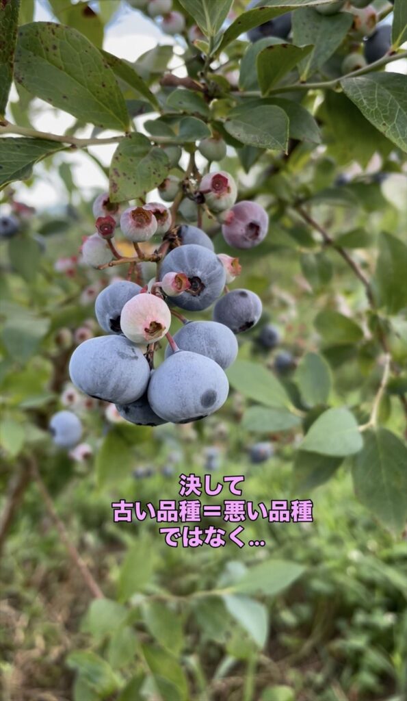 古い品種は悪い品種ではないという説明画像