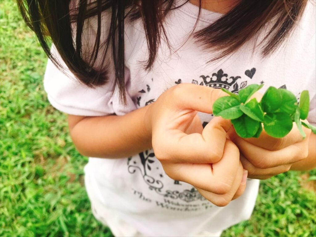 四つ葉のクローバーの画像