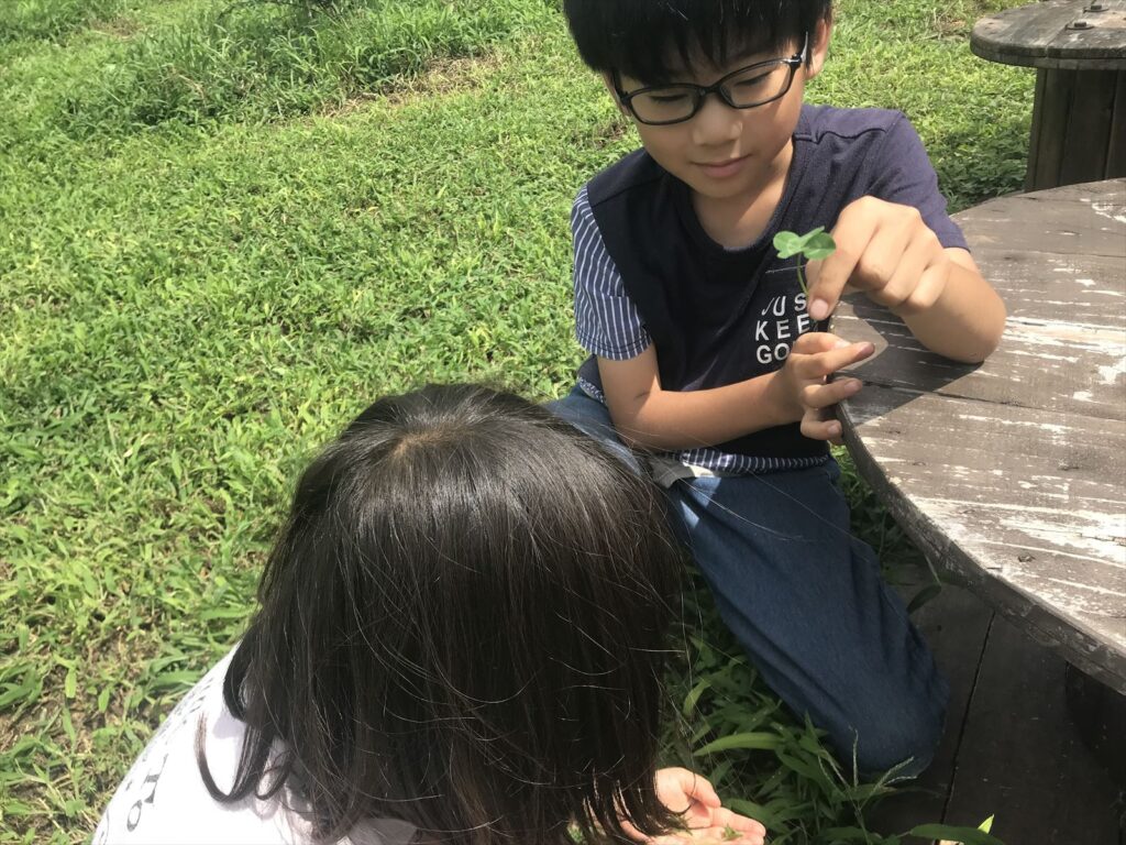 四つ葉のクローバー探しの画像