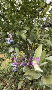 ラビットアイ系「モンゴメリー」の画像