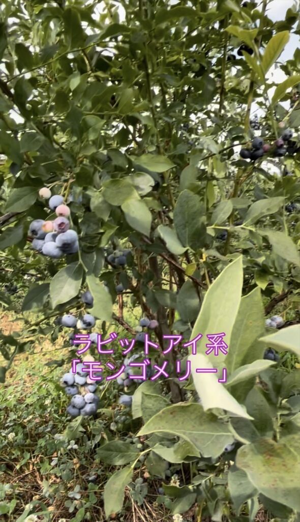 ラビットアイ系「モンゴメリー」の画像