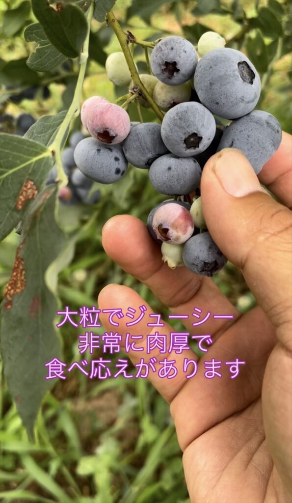 大粒で濃厚な味のモンゴメリーの画像