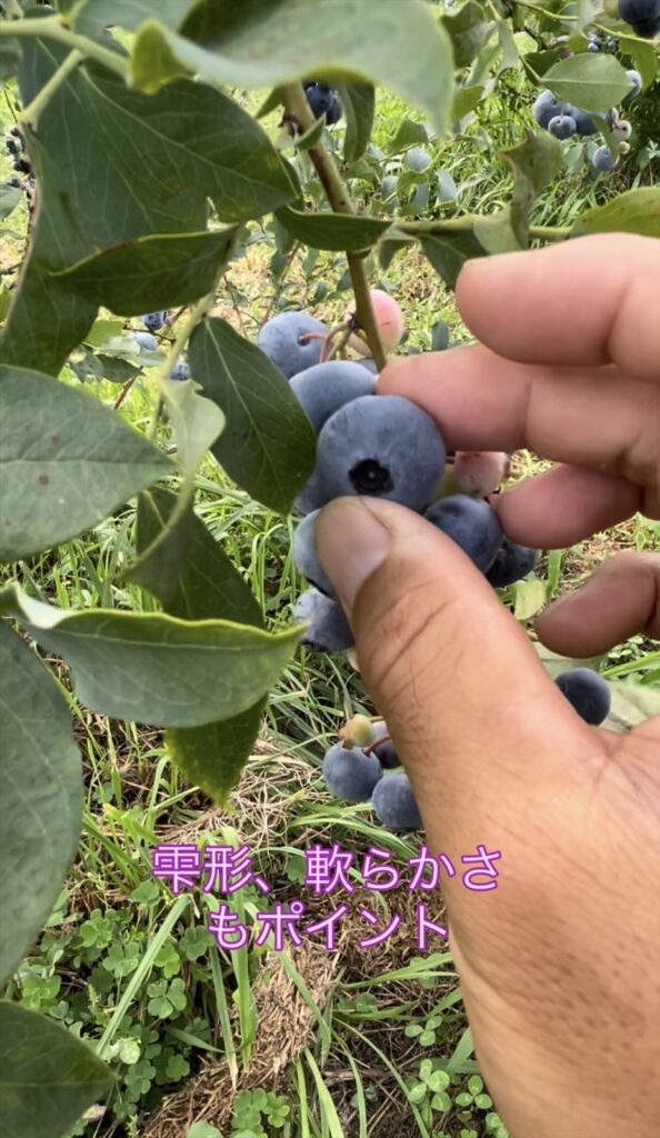 やや完熟の見極めが難しいモンゴメリーの説明画像