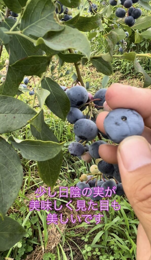 少し日陰にある実が美味しいモンゴメリーの説明画像