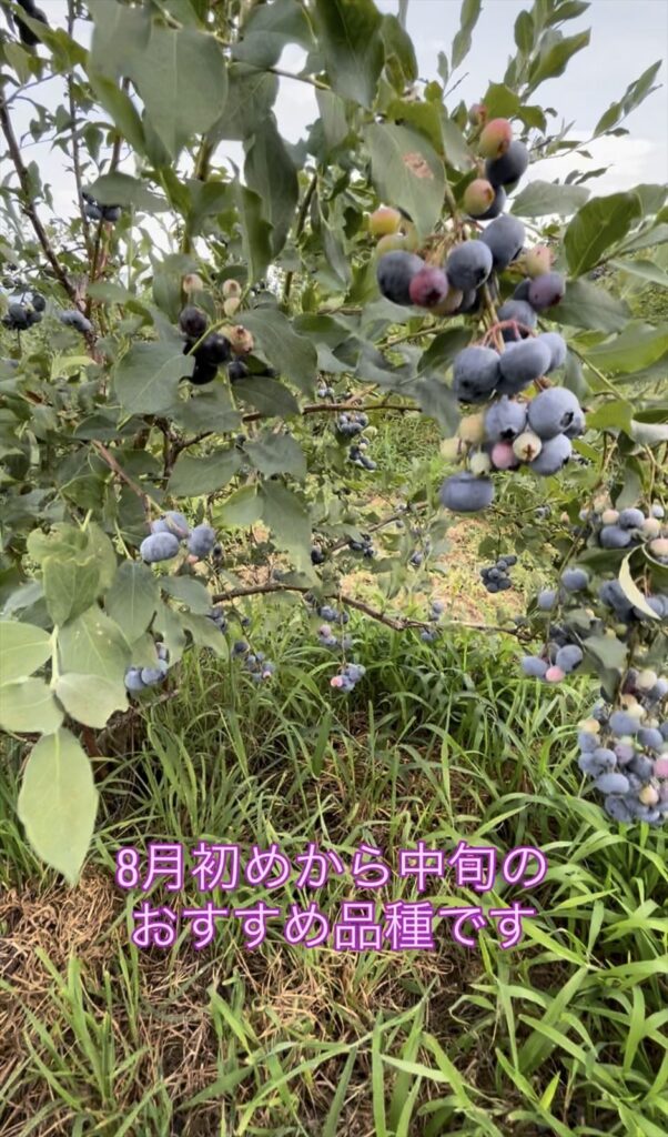 ８月上旬～中旬頃がおすすめのモンゴメリーの説明画像