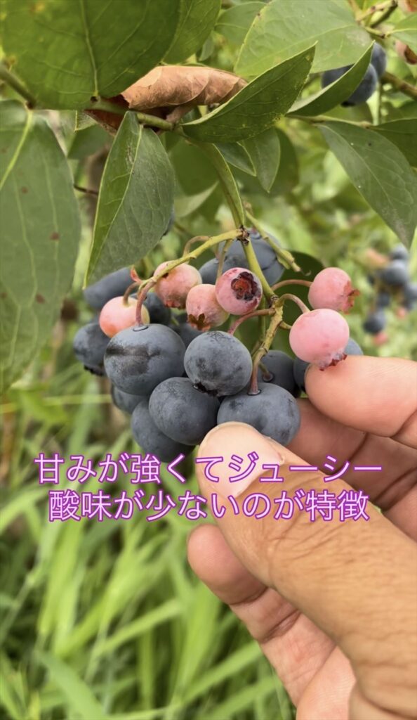 甘味が強いノビリスの説明画像