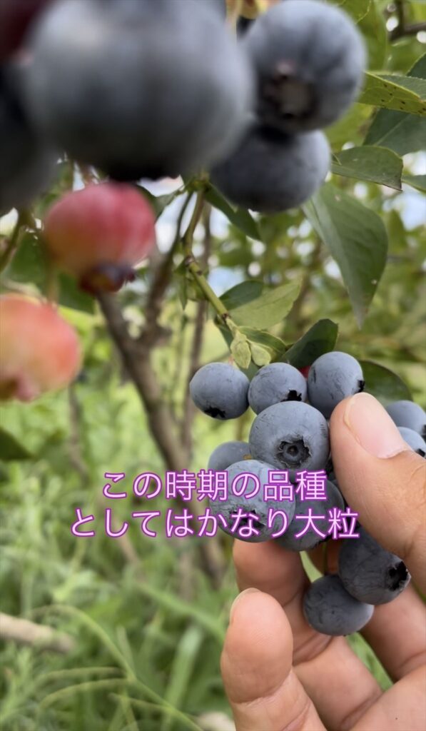 ノビリスの大粒を表現した画像