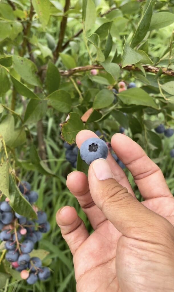 完熟のノビリスの画像